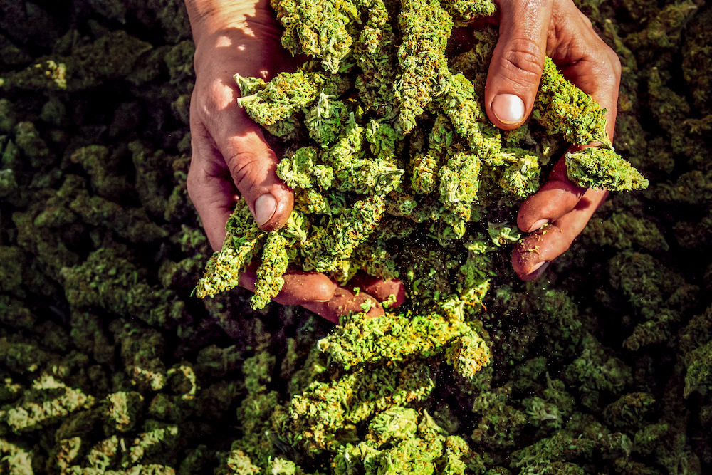 Moto Perpetuo Farm: Where Sustainability Is Key