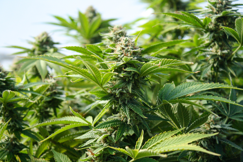 Moto Perpetuo Farm: Where Sustainability Is Key