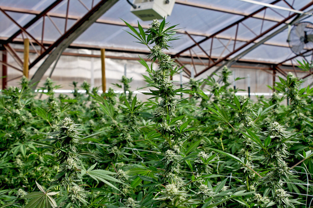 Truly Oreganic - Bandon, OR