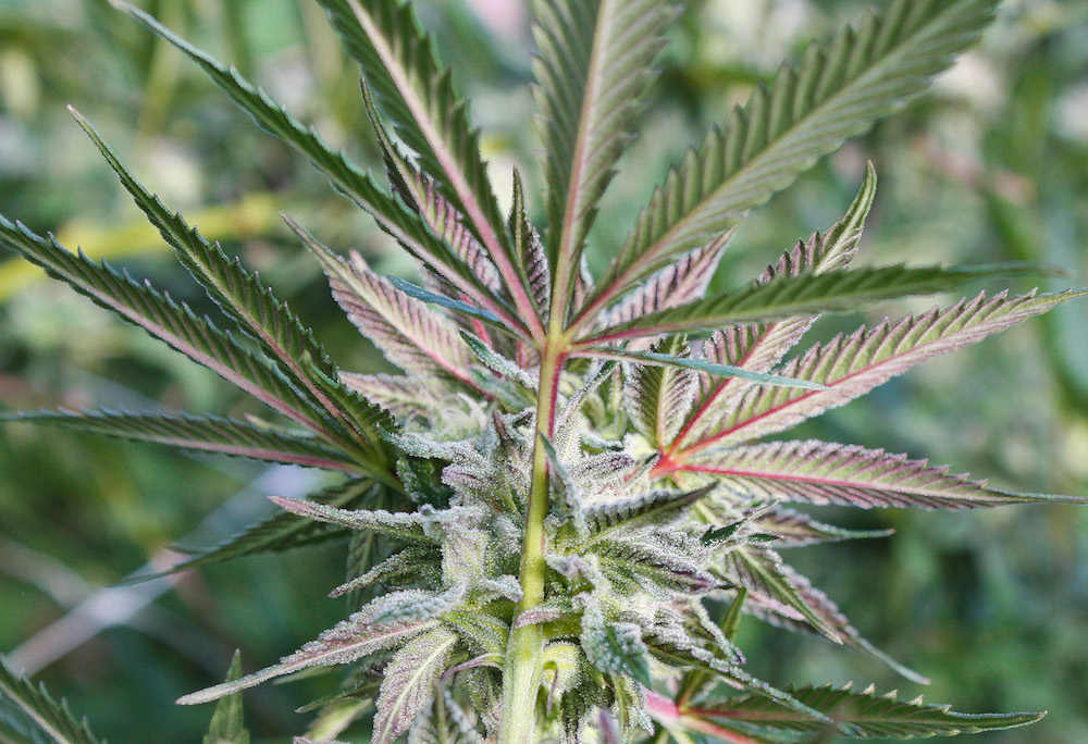 Truly Oreganic - Bandon, OR