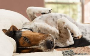 Reduces-anxiety-and-stress-king-kanine-img-3