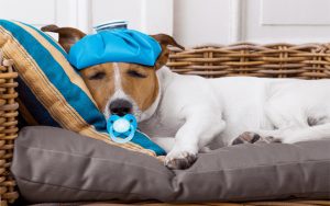 Relieving-pain-and-inflammation-king-kanine-img-2