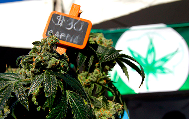 a-look-back-at-one-year-of-adult-use-marijuana-sales-in-california