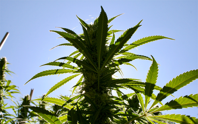 cannabis-law-reform-moved-through-much-of-the-northeast-in-2018