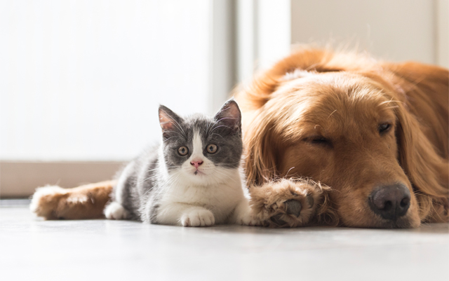 new-study-suggests-vets-are-still-hesitant-to-discuss-CBD-treatments