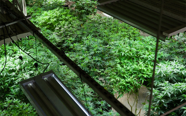 only-economics-can-defeat-the-black-market