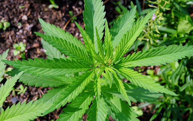 the-battle-over-marijuana-legalization-in-minnesota