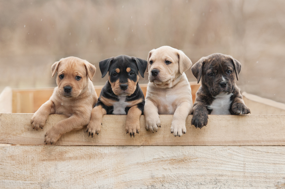 10 Reasons to watch the Puppy Bowl instead of the Super Bowl