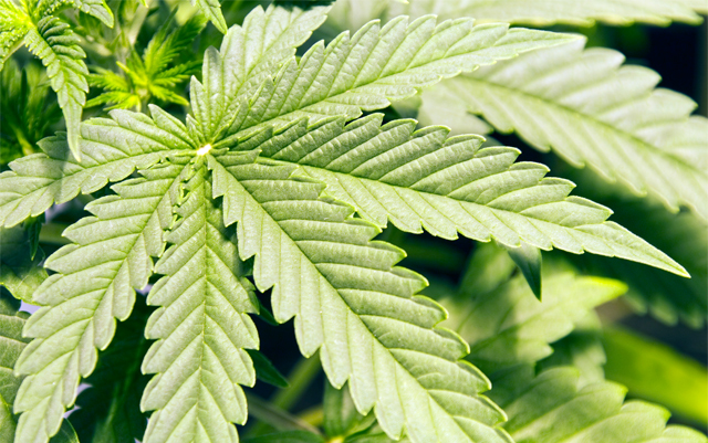 best-cannabis-strains-for-appetite-stimulation