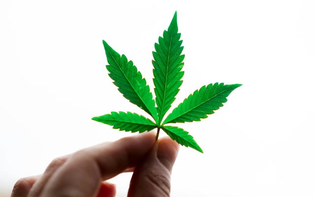 three-cannabis-strains-for-mental-clarity